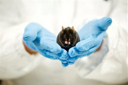Mouse sat in hands