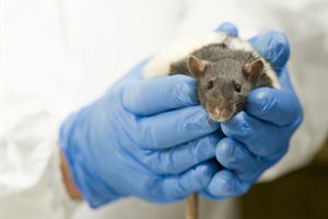 Technician Holding Rat