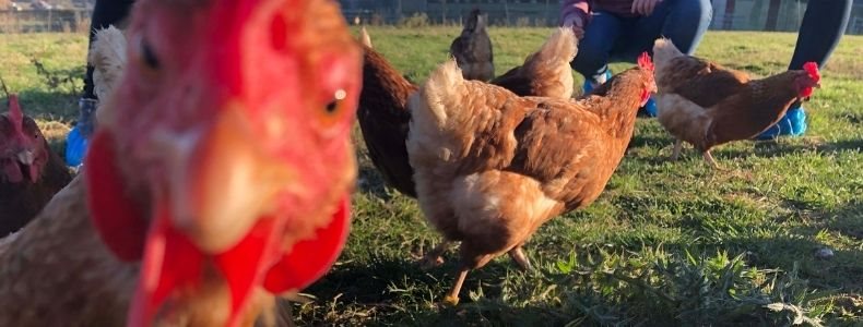 Great egg-spectations