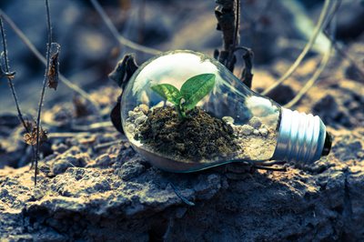 A light bulb with a small green plant in it lying on the dry ground
