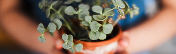 growing a plant - 720