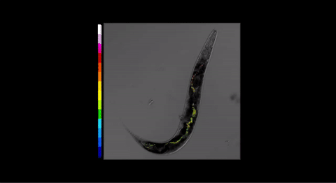 170503 Figure 3. P.pacificus gif