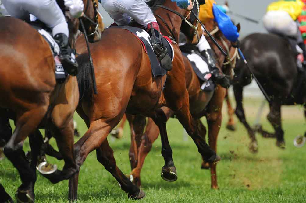 Horses