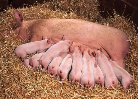 Pig and piglets