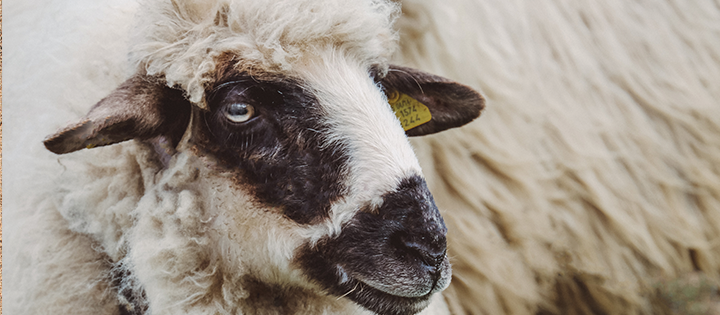 Sheep