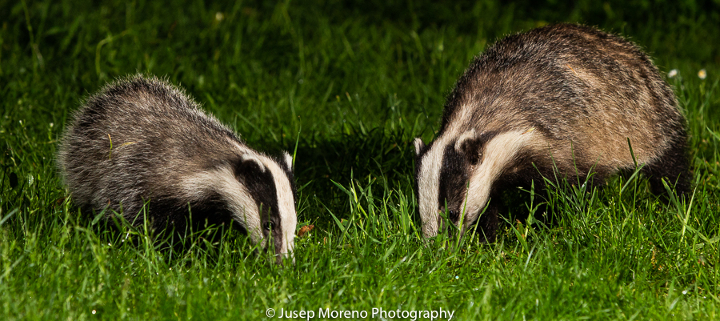 Badgers on University Park, photo credit Jusep Moreno 2018
