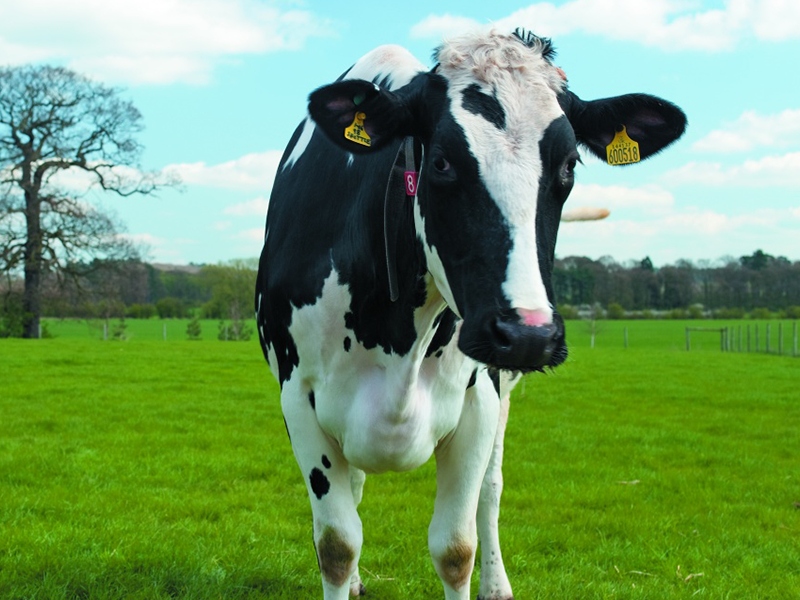 Cow in a field