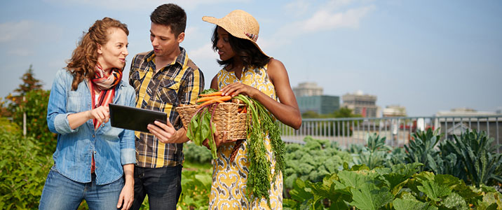 Group of gardeners tending to organic crops at community garden, reviewing data on a digital tablet and picking up a basket full of fresh produce from their small business