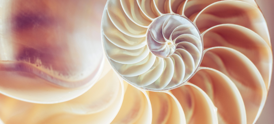 Coral seashell