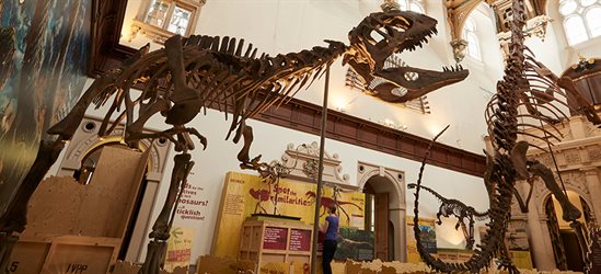 Skeleton of a dinosaur