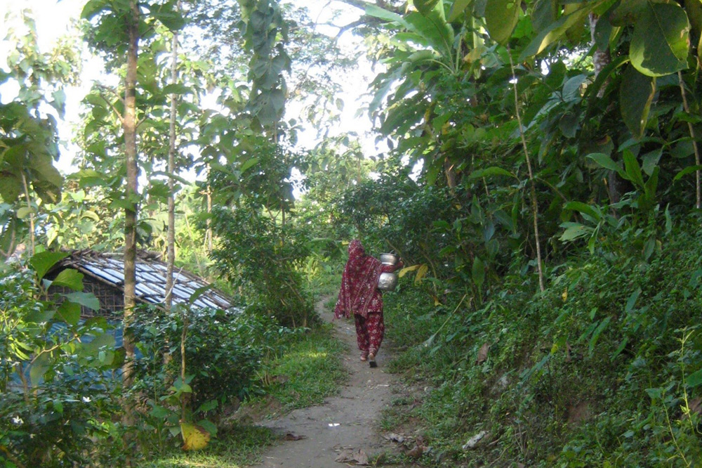 rainforest