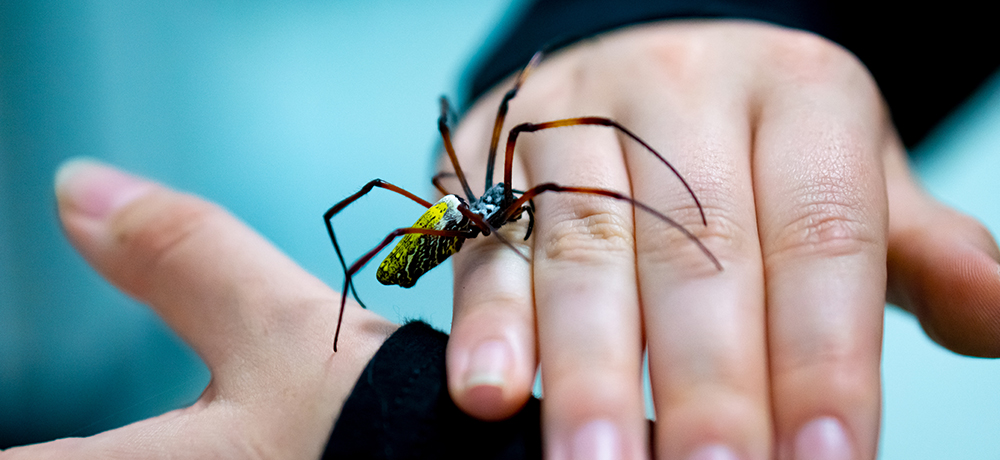 A spanish orb weaver spider is being demonstrated