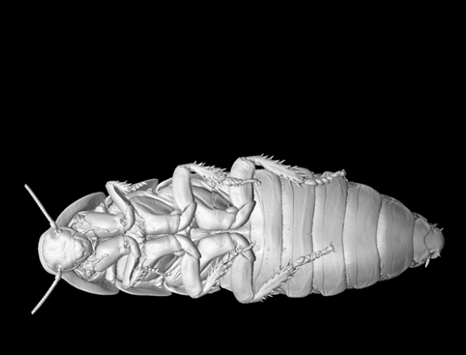 H-Cockroach3D