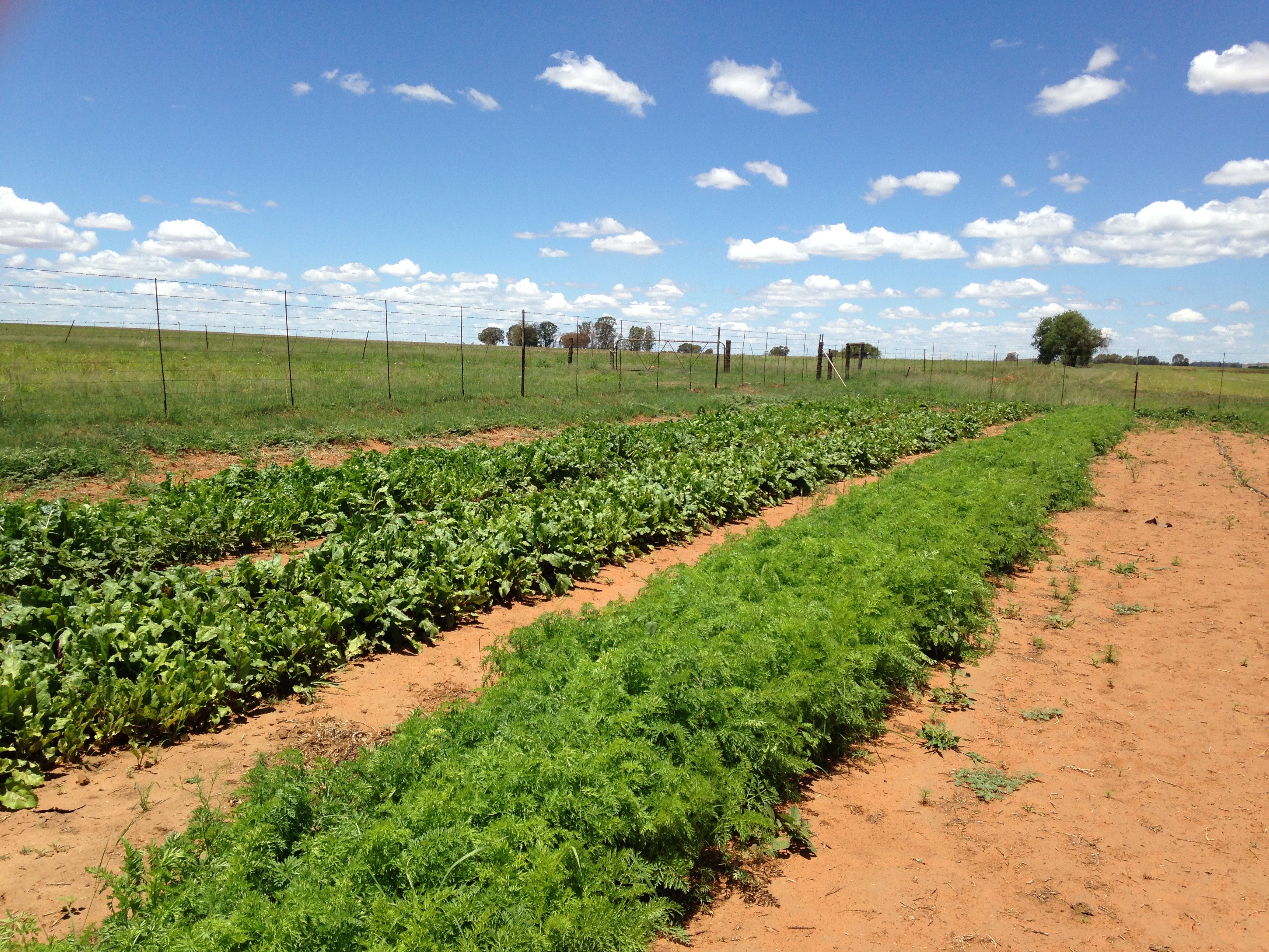 A field with plants growing in rows