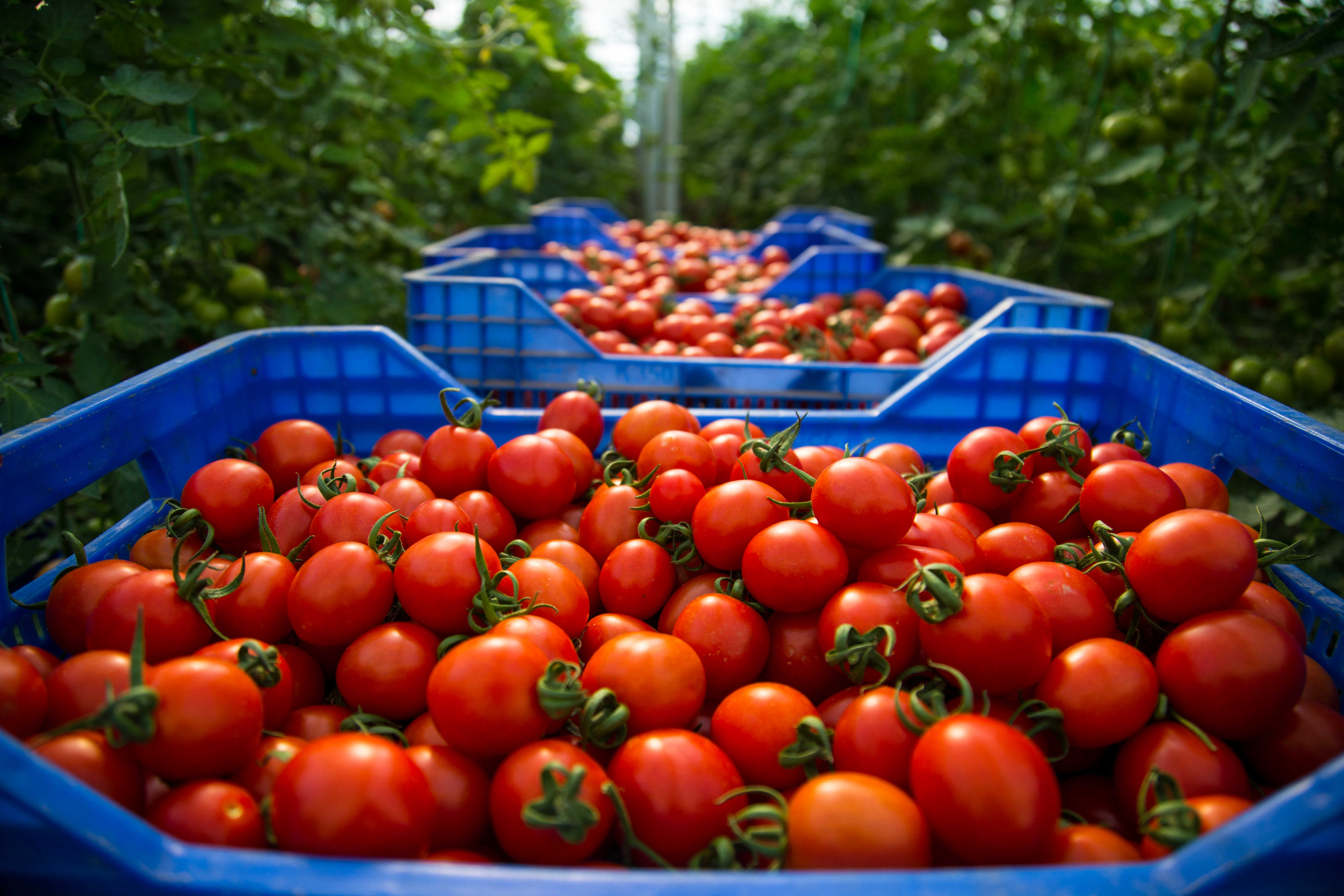 Baskets of tomatoes