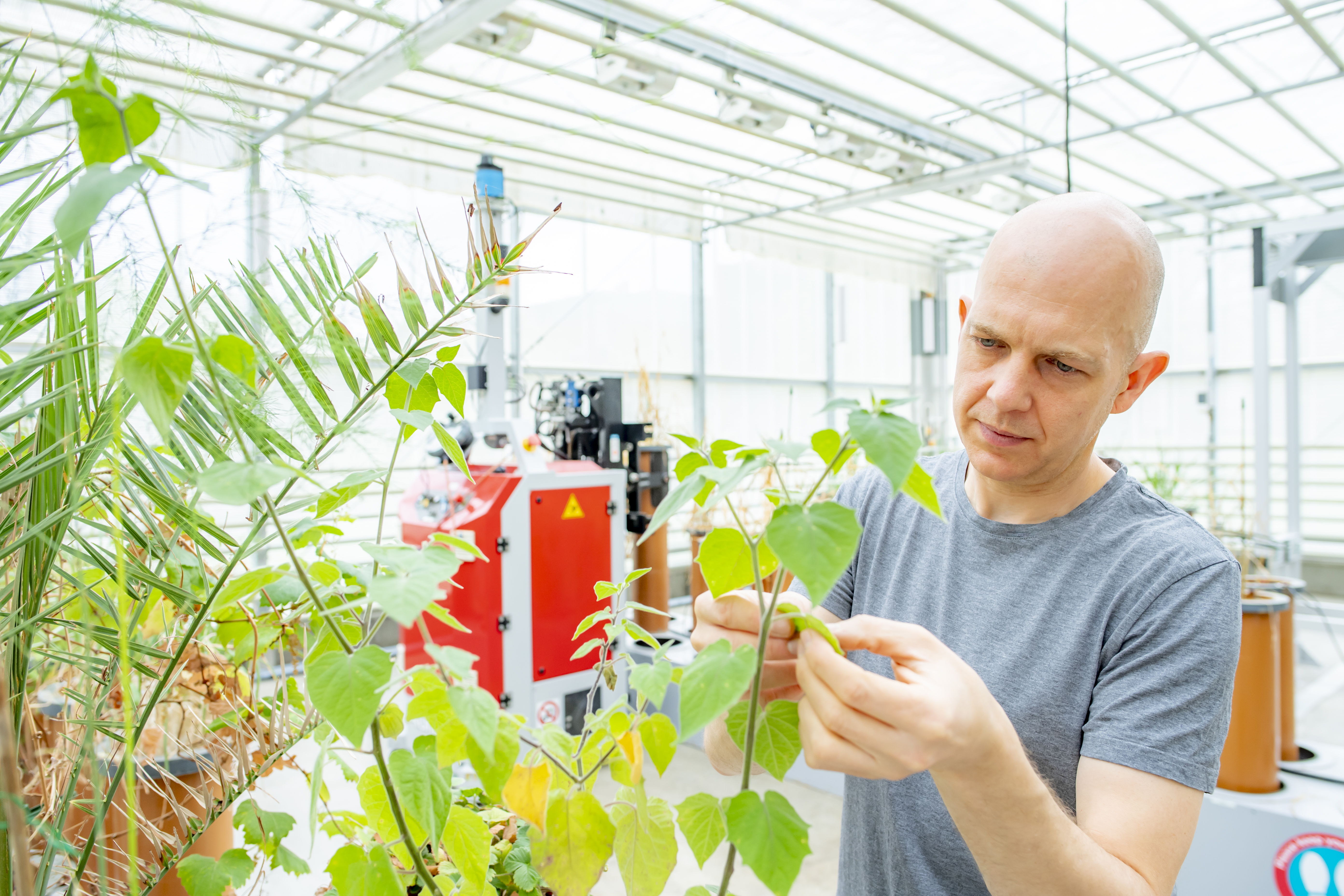Research in the plant lab observing plant leaves