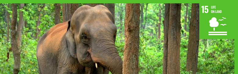 Photograph of an elephant