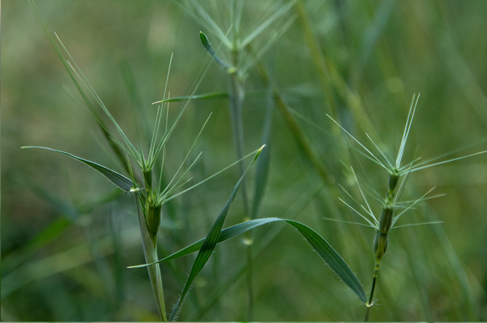 Wild relatives of wheat